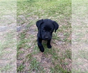 Labrador Retriever Puppy for sale in CASTLE HAYNE, NC, USA
