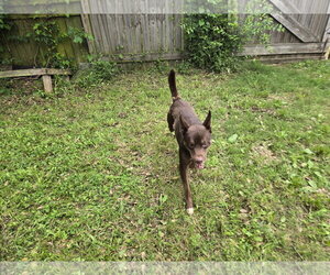 Highland - Male Australian Kelpie-Australian Shepherd Mix Dog for Adoption - Photo #3