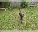 Small #2 Australian Kelpie-Australian Shepherd Mix