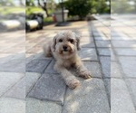 Small Photo #1 Bichpoo Puppy For Sale in NORTH PORT, FL, USA