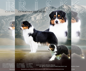Father of the Australian Shepherd puppies born on 06/22/2025