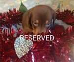 Puppy 3 Australian Shepherd-Vizsla Mix