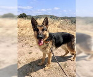 German Shepherd Dog Dogs for adoption in Salinas, CA, USA