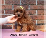 Small #3 Cavapoo (Miniature)