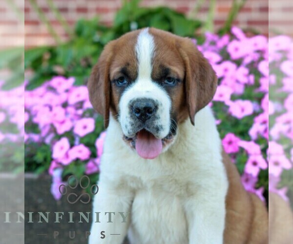 Medium Photo #3 Saint Bernard Puppy For Sale in MARIETTA, PA, USA