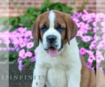 Small Photo #3 Saint Bernard Puppy For Sale in MARIETTA, PA, USA