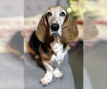 Small #1 Basset Hound