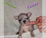 Small Photo #1 French Bulldog Puppy For Sale in N LAS VEGAS, NV, USA