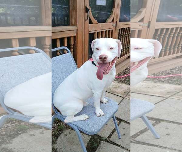 Medium Photo #3 Mutt Puppy For Sale in Martinsburg, WV, USA