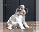 Small Photo #3 Cocker Spaniel Puppy For Sale in NARVON, PA, USA