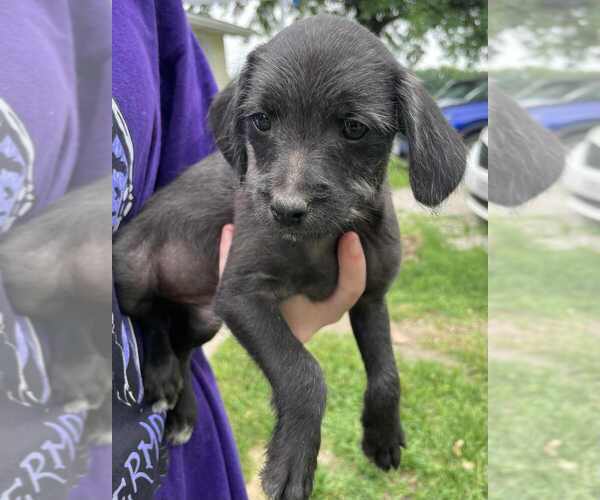 Medium Photo #1 Wapoo Puppy For Sale in JEFFERSON CITY, MO, USA