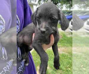 Wapoo Puppy for Sale in JEFFERSON CITY, Missouri USA