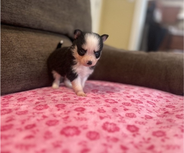 Medium Photo #3 Pomsky Puppy For Sale in DRACUT, MA, USA