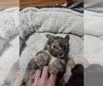 Small #7 Maltipom