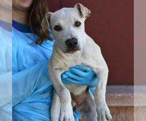 Labrador Retriever-Unknown Mix Dogs for adoption in San Antonio, TX, USA
