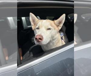 Siberian Husky Dogs for adoption in San Antonio, TX, USA