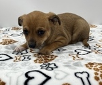 Small Photo #14 Jack Chi Puppy For Sale in SAINT AUGUSTINE, FL, USA