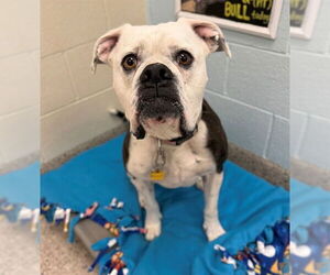 Bulloxer Dogs for adoption in Brighton, CO, USA