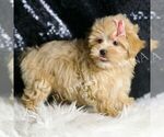 Small #3 Maltipoo