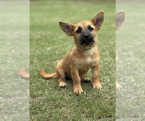 Mutt Dogs for adoption in PIPE CREEK, TX, USA