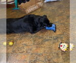 Small #3 Labrador Retriever