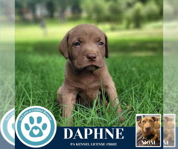 Medium Photo #4 American Pit Bull Terrier-Labrador Retriever Mix Puppy For Sale in Kimberton, PA, USA