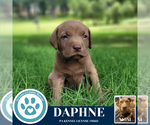 Small #3 American Pit Bull Terrier-Labrador Retriever Mix