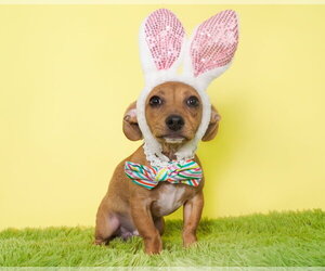 Chiweenie Dogs for adoption in Phoenix, AZ, USA