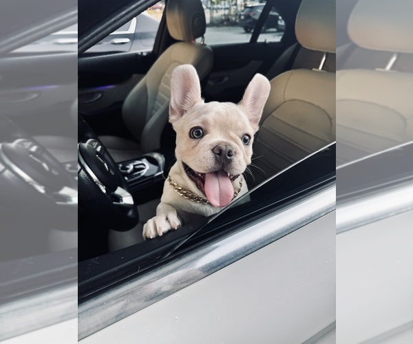 Medium Photo #1 French Bulldog Puppy For Sale in ATLANTA, GA, USA
