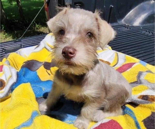 Medium Photo #1 Schnauzer (Miniature) Puppy For Sale in BRYANT, AL, USA
