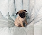 Small #2 Pug