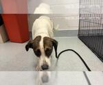 A391144 - Female American Pit Bull Terrier Dog for Adoption - Small photo