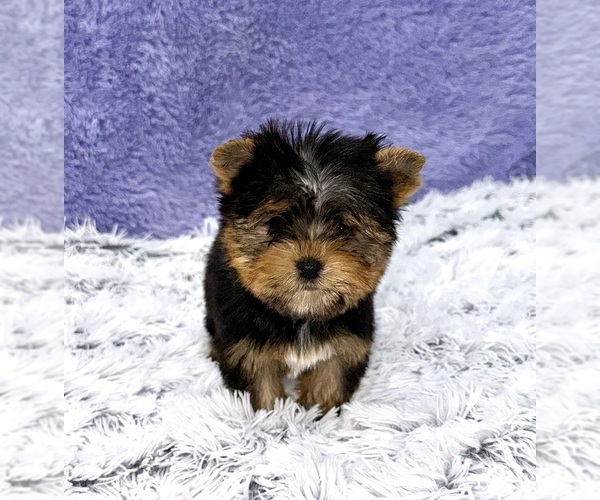Medium Photo #6 Yorkshire Terrier Puppy For Sale in SANDY HOOK, KY, USA