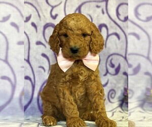 Goldendoodle Puppy for sale in LANCASTER, PA, USA