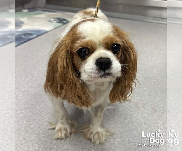 Medium Photo #4 Cavalier King Charles Spaniel-Unknown Mix Puppy For Sale in Washington, DC, USA