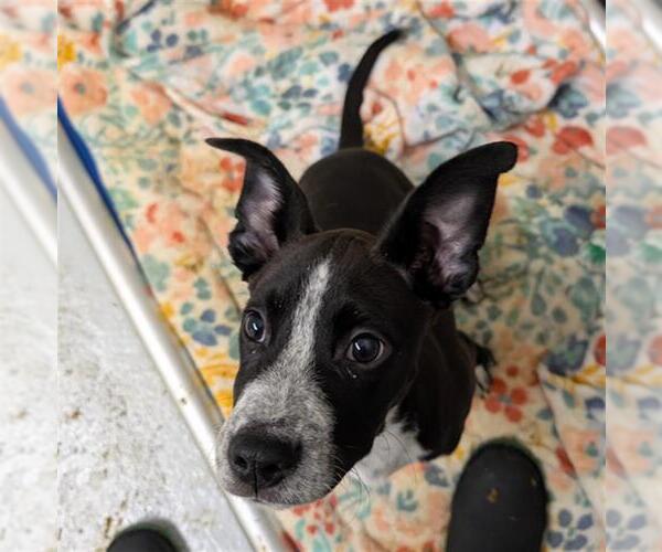 Medium Photo #2 Mutt Puppy For Sale in Conroe, TX, USA