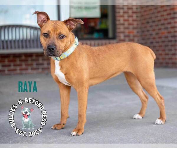 Medium Photo #4 Boxer-Unknown Mix Puppy For Sale in Omaha, NE, USA