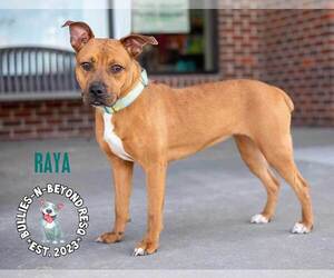 Raya - Female Boxer-Unknown Mix Dog for Adoption - Photo #4