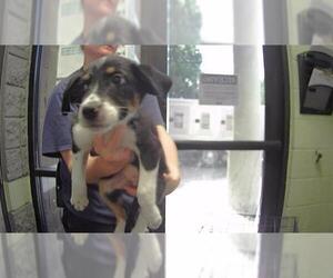 German Shepherd Dog-Unknown Mix Dogs for adoption in Tulsa, OK, USA