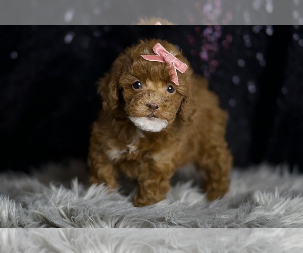 Medium Photo #4 Poodle (Toy) Puppy For Sale in WARSAW, IN, USA
