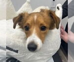 Small #1 Beagle Mix