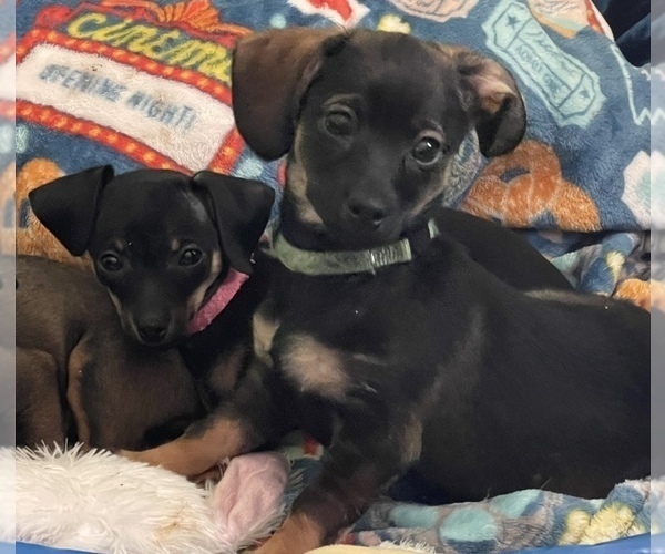 Medium Photo #1 Chiweenie Puppy For Sale in MARION, OH, USA
