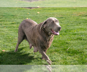 Mother of the Labrador Retriever puppies born on 09/30/2025