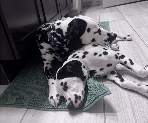 Medium Photo #1 Dalmatian Puppy For Sale in DENVER, CO, USA