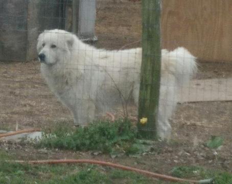 Medium Photo #1 Great Pyrenees Puppy For Sale in MOODY, MO, USA