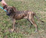 Small #2 Plott Hound Mix