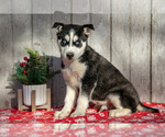 Puppy Goofy Siberian Husky