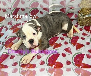 Olde English Bulldogge Puppy for sale in LORAIN, OH, USA