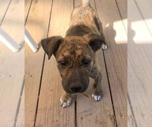 Chihuahua-Unknown Mix Dogs for adoption in Wheaton, IL, USA