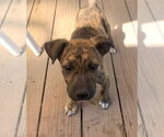 Small Chihuahua Mix